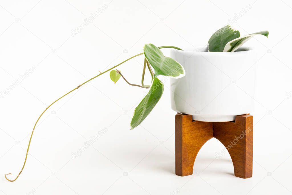 A formal studio shot of the Hoya canosa plant on a white mid-century modern design pot with wood stand set on a plain white background.