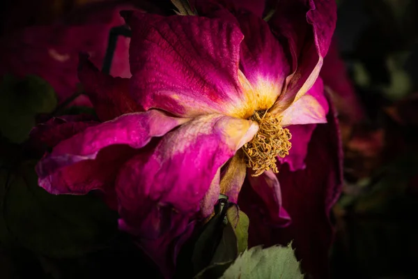 Gros Plan Extrême Une Rose Rouge Séchante Sur Fond Sombre — Photo