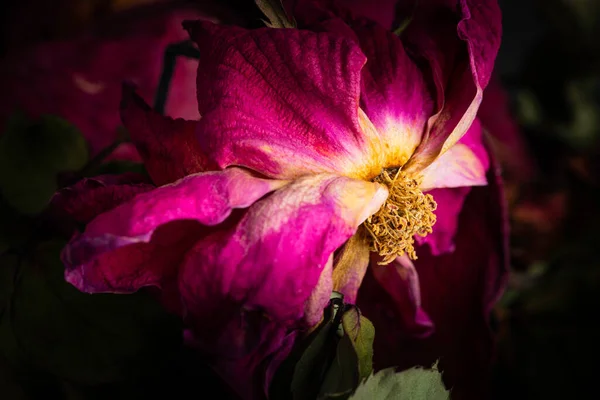 Gros Plan Extrême Une Rose Rouge Séchante Sur Fond Sombre — Photo