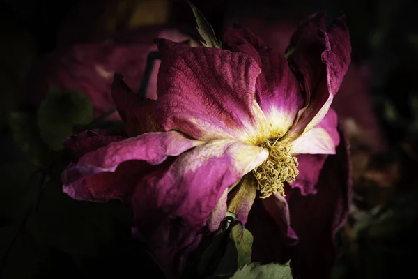 Extreme Close Shot Drying Red Rose Set Dark Background — Stock Photo, Image