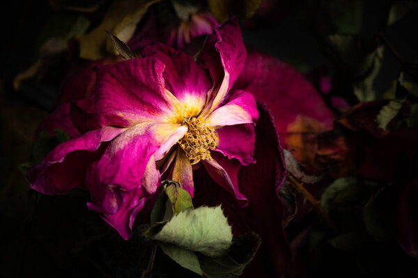 Экстремальный крупным планом снимок высыхающей красной розы, установленной на темном фоне.