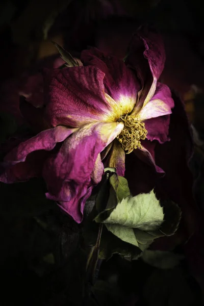 Extreme Close Shot Drying Red Rose Set Dark Background — Stock Photo, Image