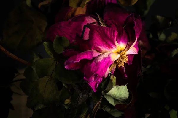 Extreme Close Shot Drying Red Rose Set Dark Background — Stock Photo, Image