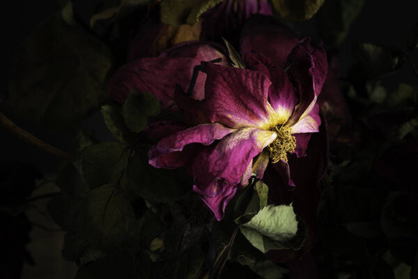 Экстремальный крупным планом снимок высыхающей красной розы, установленной на темном фоне.