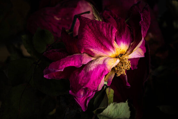 Экстремальный крупным планом снимок высыхающей красной розы, установленной на темном фоне.