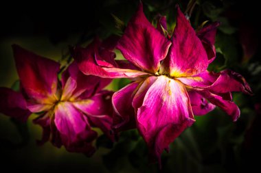 Koyu bir arkaplanda kırmızı güllerin aşırı yakın plan çekimi..