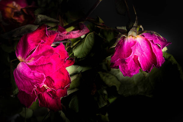 Экстремальный крупным планом снимок высыхающих красных роз на темном фоне.