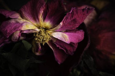 Kuruyan kırmızı bir gülün koyu arkaplana yakın plan çekimi..