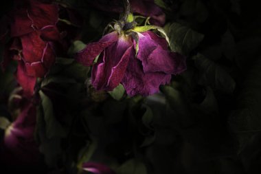 Koyu bir arkaplanda kırmızı güllerin aşırı yakın plan çekimi..