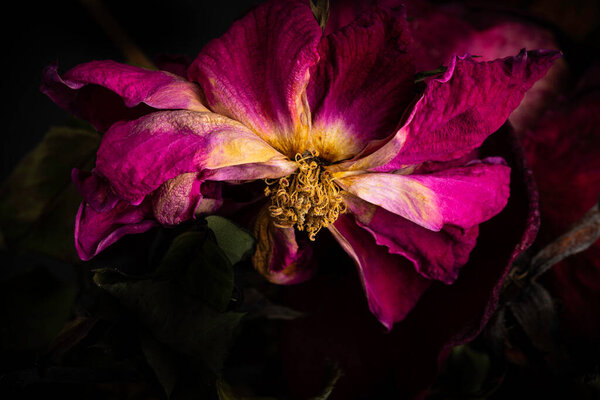 Экстремальный крупным планом снимок высыхающей красной розы, установленной на темном фоне.