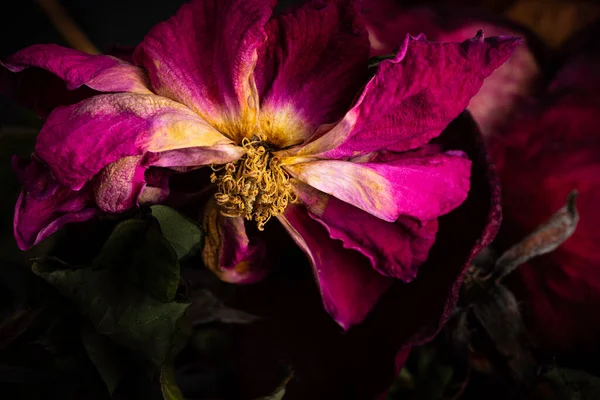 Экстремальный Крупным Планом Снимок Высыхающей Красной Розы Установленной Темном Фоне — стоковое фото