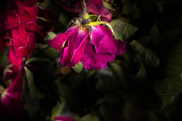 Extreme Close Shot Drying Red Roses Set Dark Background — Stock Photo, Image