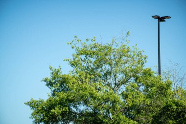 A tree top with green leaves juxtaposed with a black industrial metal light pole against clear cloudless blue sky.. clipart