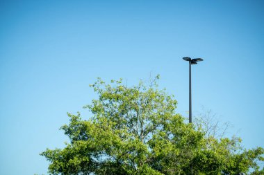A tree top with green leaves juxtaposed with a black industrial metal light pole against clear cloudless blue sky.. clipart
