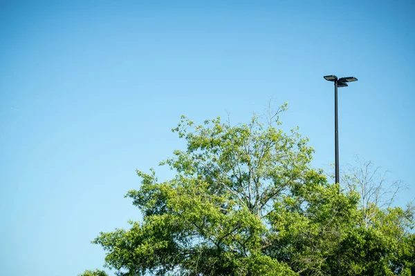 Tree Top Green Leaves Juxtaposed Black Industrial Metal Light Pole — Stock Photo, Image