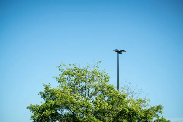Tree Top Green Leaves Juxtaposed Black Industrial Metal Light Pole — Stock Photo, Image