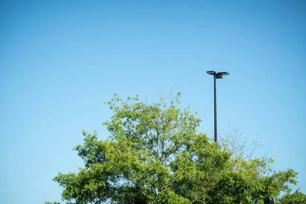 Tree Top Green Leaves Juxtaposed Black Industrial Metal Light Pole — Stock Photo, Image