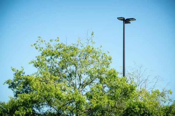 Tree Top Green Leaves Juxtaposed Black Industrial Metal Light Pole — Stock Photo, Image