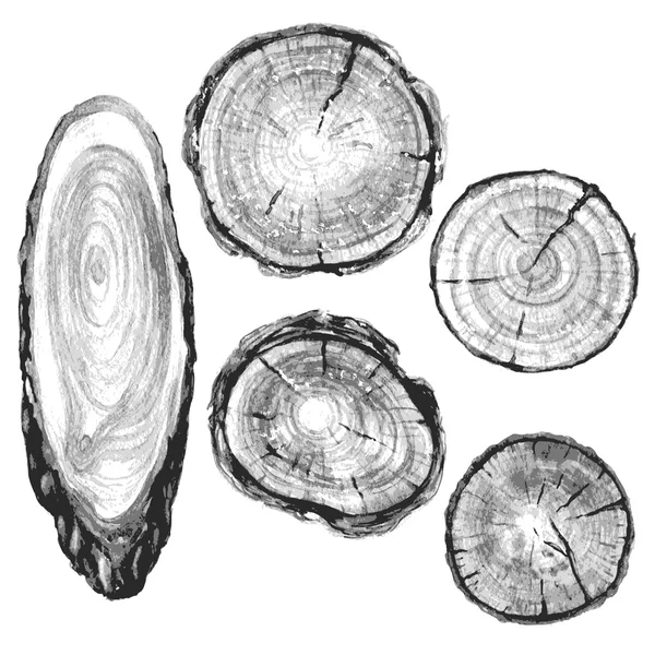 Sección transversal del conjunto de troncos de árbol . — Vector de stock