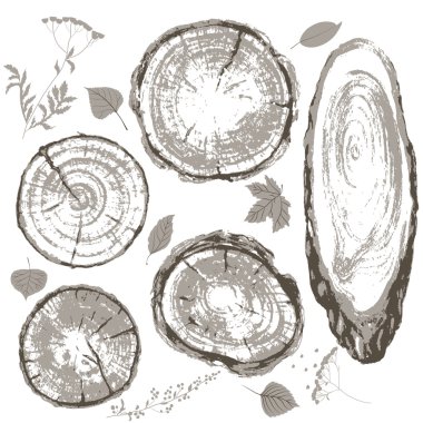 Gray cross section of tree trunk and leaves set.