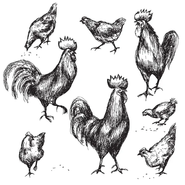 Gallos y gallinas dibujados a mano — Archivo Imágenes Vectoriales