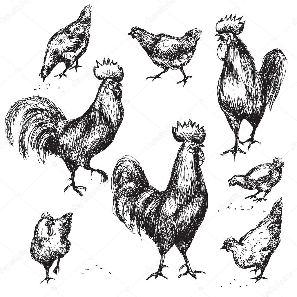 Hand drawn roosters and hens 