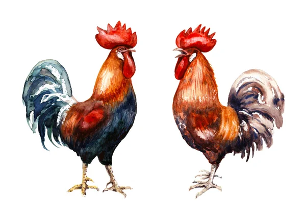 Hand drawn two red roosters — Stock Photo, Image