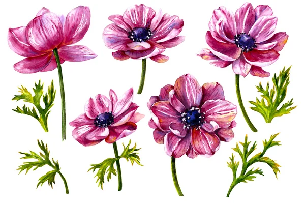 Watercolor Pink Flowers  on white. — Stock Photo, Image