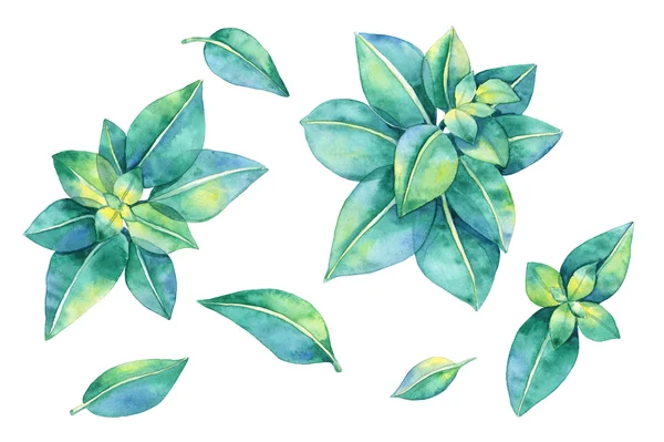 Set of Watercolor Green Leaves — Stock Photo, Image