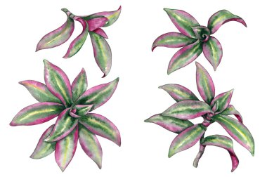 Tradescantia yaprakları üzerinde beyaz izole kümesi.