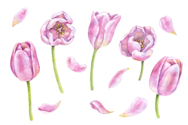 Aquarell rosa Tulpen auf weiß. — Stockfoto