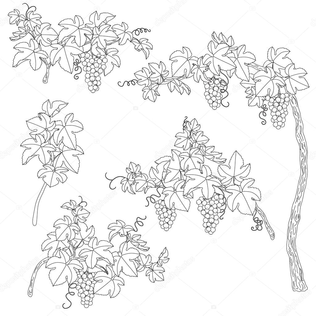 Раскраска Лиана винограда