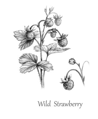 Yabani çilek el çekilmiş