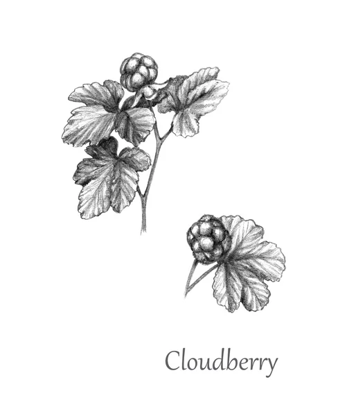 Hand Drawn  Twigs of Cloudberry — Stock Photo, Image