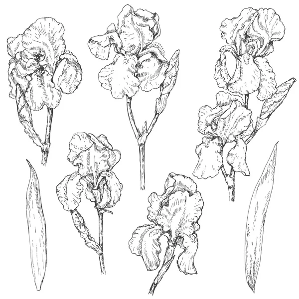 Conjunto de flores de iris boceto — Vector de stock