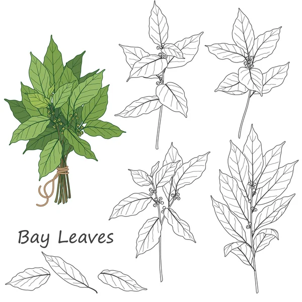 Set foglie di alloro — Vettoriale Stock