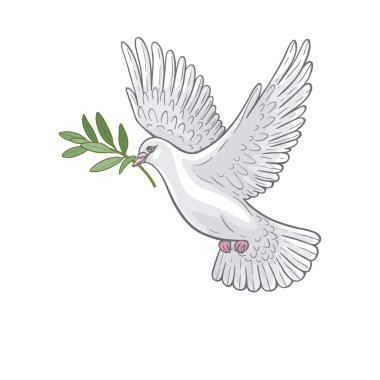 Zeytin dallı beyaz güvercin 