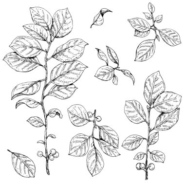 Yaprakları ile dallar ve küme çilek