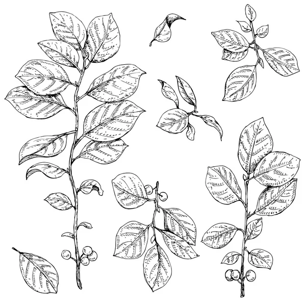 Ramas con hojas y bayas — Vector de stock