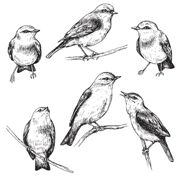 Ensemble d'oiseaux assis dessinés à la main — Image vectorielle