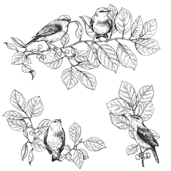 Oiseaux assis sur des branches croquis — Image vectorielle