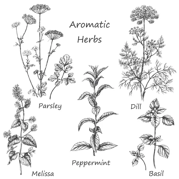 Ervas aromáticas desenhadas à mão . — Vetor de Stock