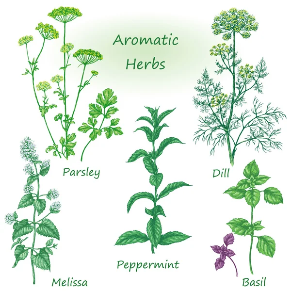 Set di erbe aromatiche disegnate a mano . — Vettoriale Stock