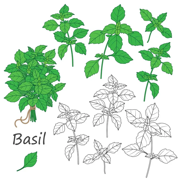 Basil Leaves  Set — Stock Vector