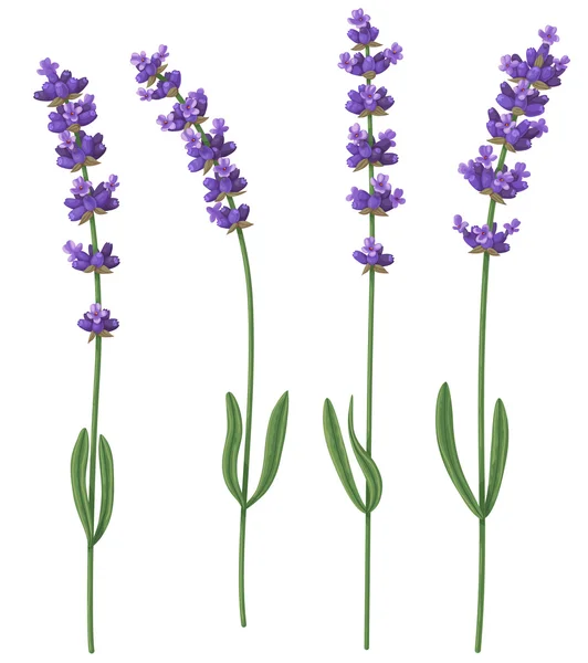 Cut fragrant lavender flowers — Stock Vector