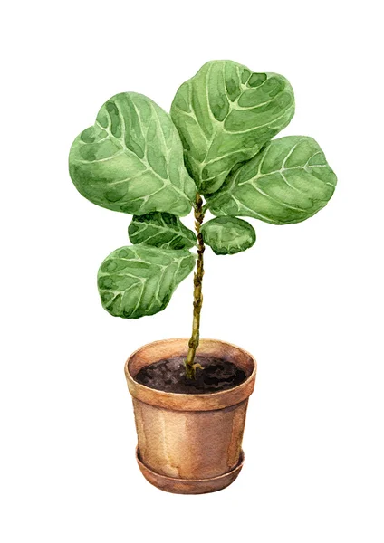 Ficus Lyre em vaso de argila . — Fotografia de Stock