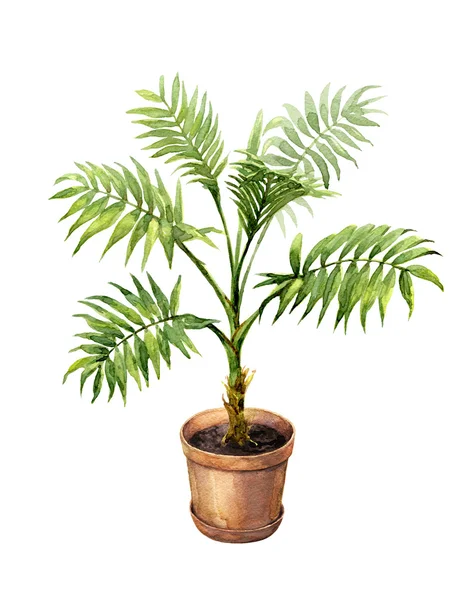 Palm i lera blomkruka. — Stockfoto