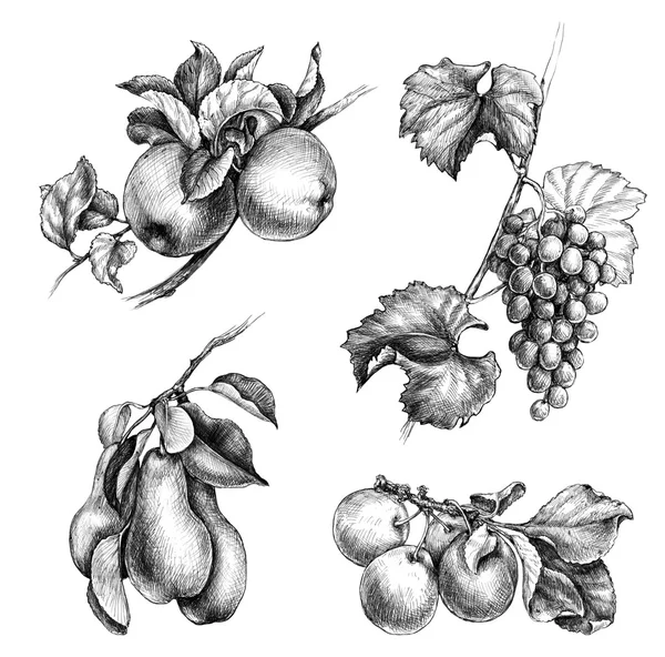 Conjunto de frutas dibujadas a mano — Foto de Stock