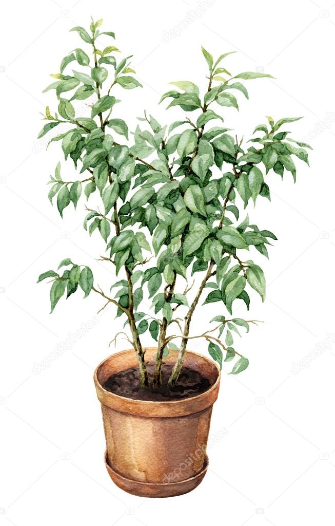 Ficus Benjamina in clay flowerpot.