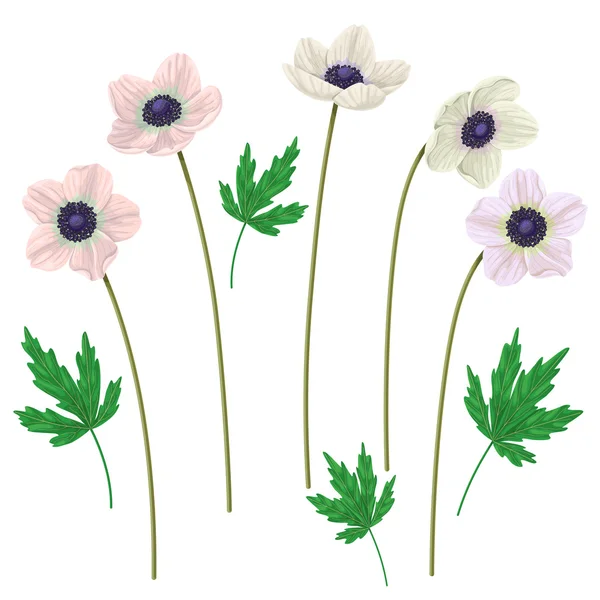 Flores y hojas de anémona — Vector de stock